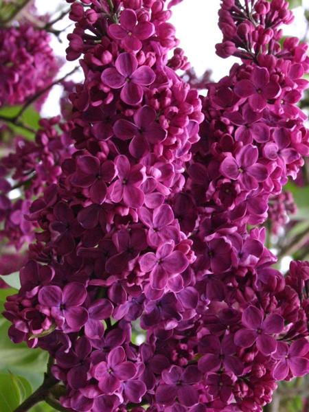 JORGOVAN LUDVIG ŠPAT (Syringa Vulgaris &quot;Ludwig Spath&quot;)