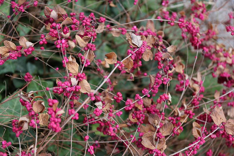 BISERAK ROZI (Symphoricarpos Orbiculatus)