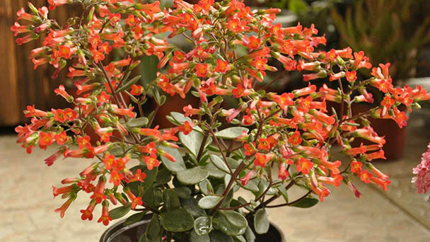 KALANHOJA (Kalanchoe)