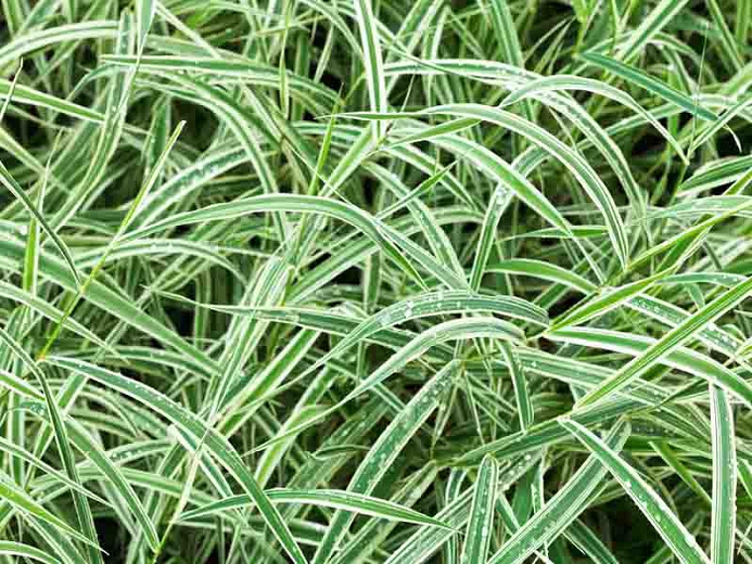 KAREKS (Carex o Variegated)