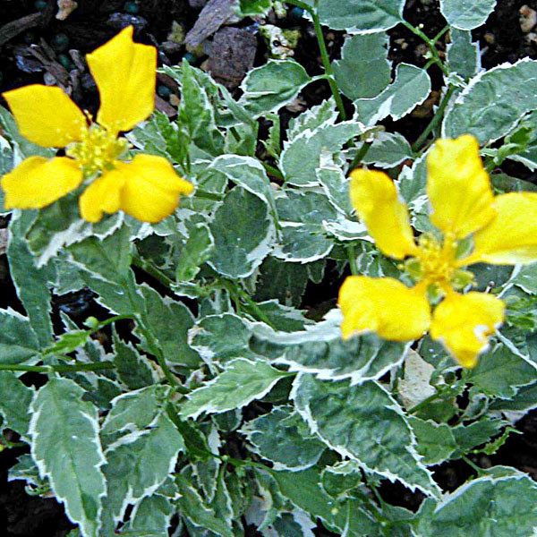 KERIJA (Kerria Japonica Variegata)