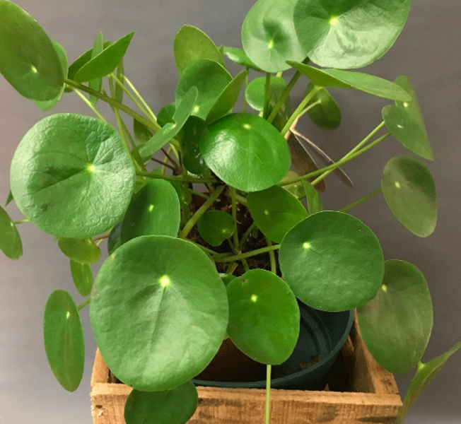 KINESKI DOLAR (Pilea peperomiodie)