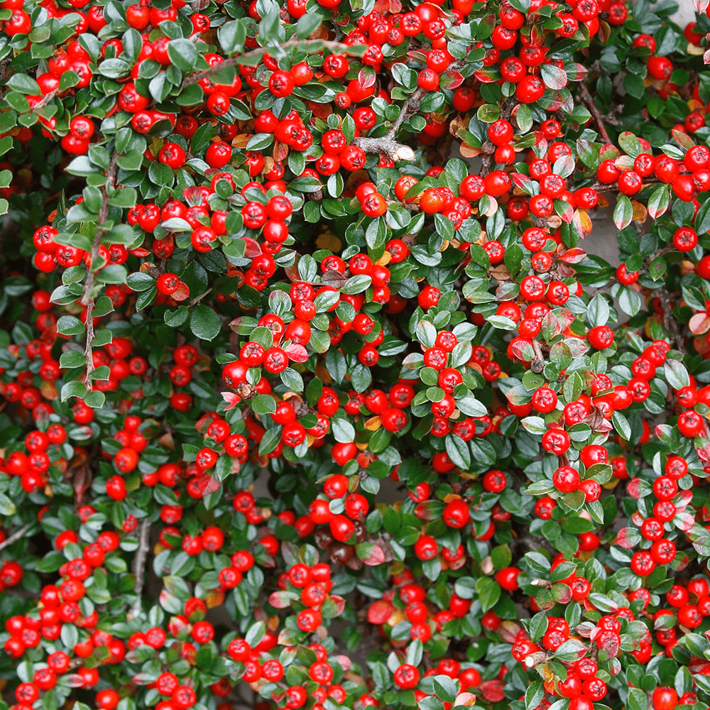 COTONASTER HORIZONTALIS