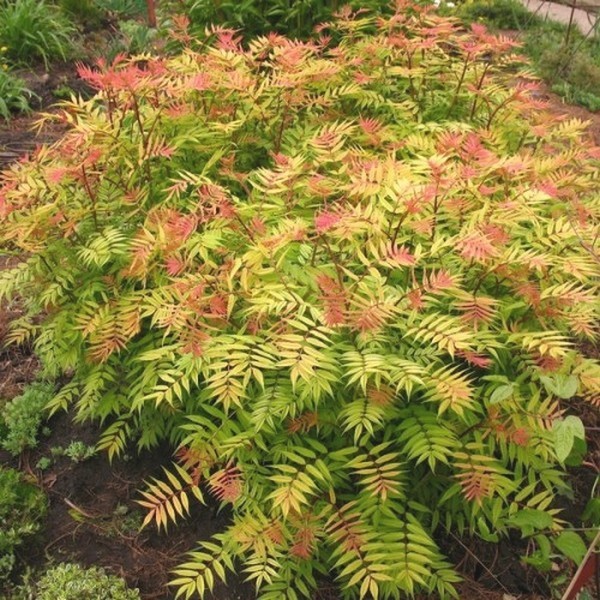 LAŽNA SPIREA (Sorbaria Sorbifolia)