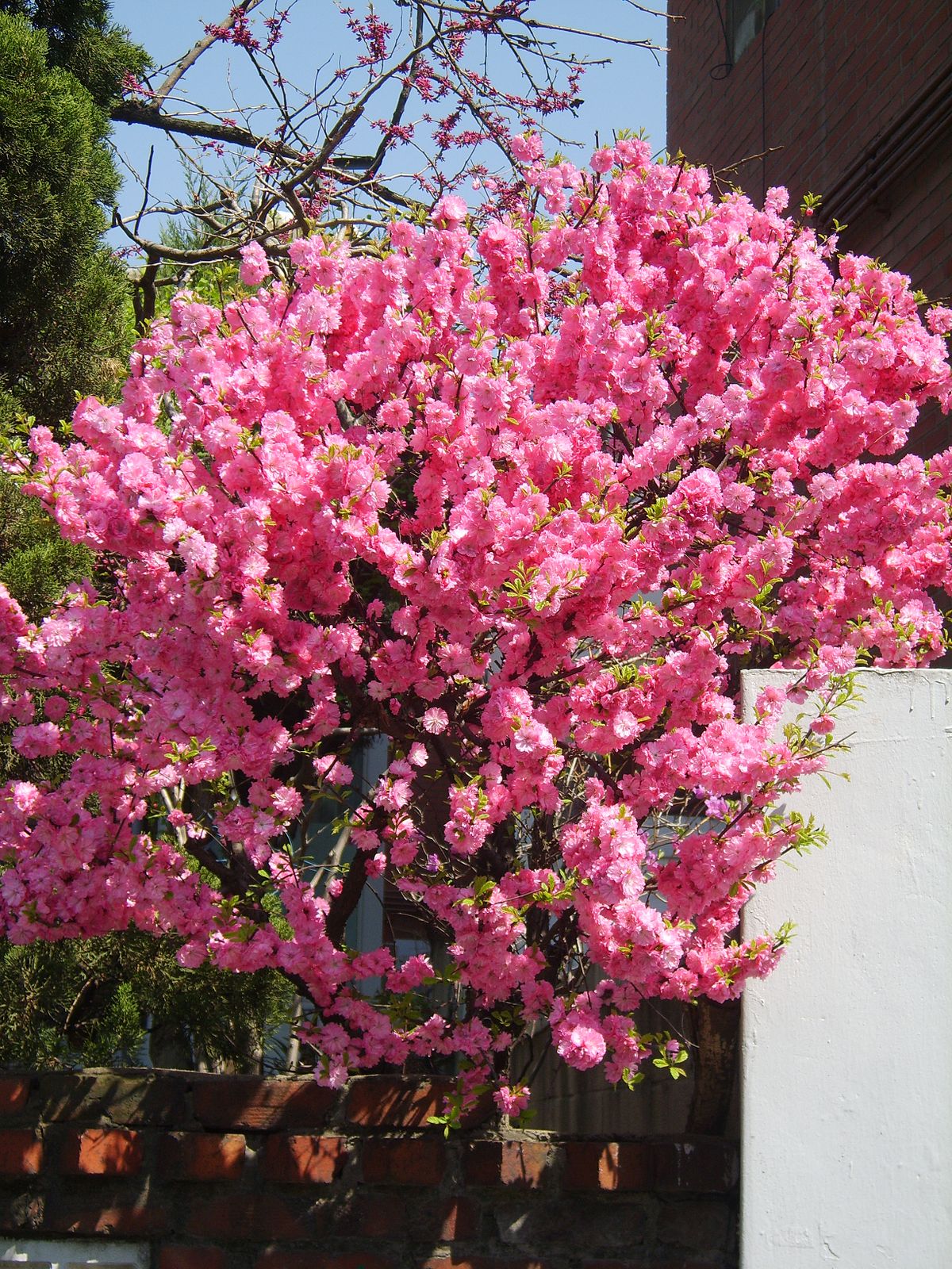 LAŽNI BADEM (Prunus Triloba Multiplex)