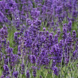 LAVANDA (Lavandula)