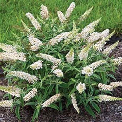 LETNJI JORGOVAN (Buddleja &quot;White Ball&quot;)