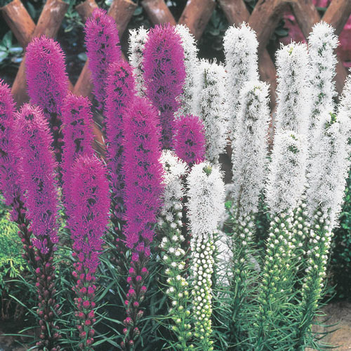 LIATRIS (Liatris Spicata)