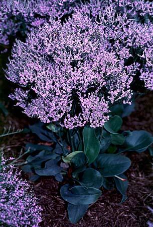 LIMONIUM LATIFOLIUM