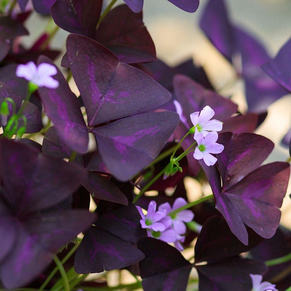 LJUBIČASTA DETELINA (Oxalis triangularis)