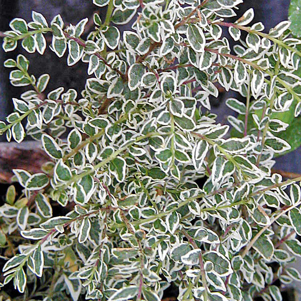 LONICERA NITIDA SILVER BEATY