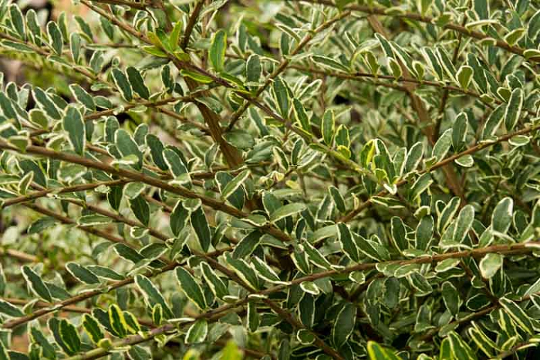  LONICERA NITIDA VARIEGATED