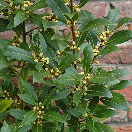 LOVOR (Laurus Nobilis)