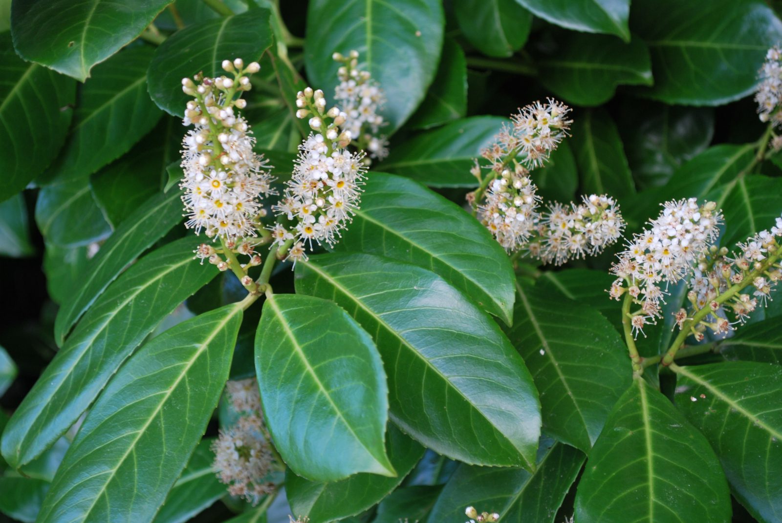 LOVOR VIŠNJA (Prunus Laurocerasus)