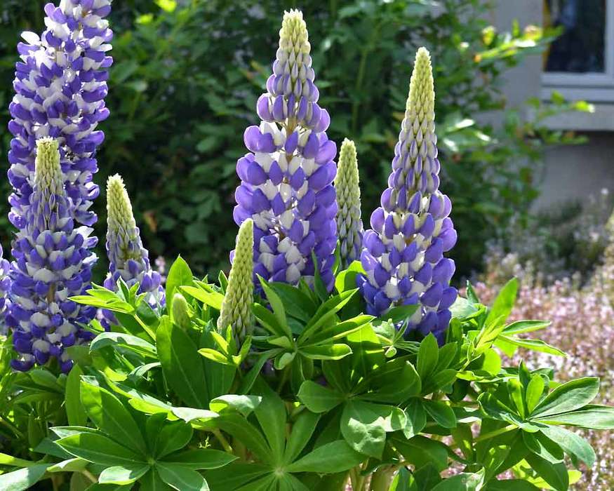 LUPINA (Lupines)