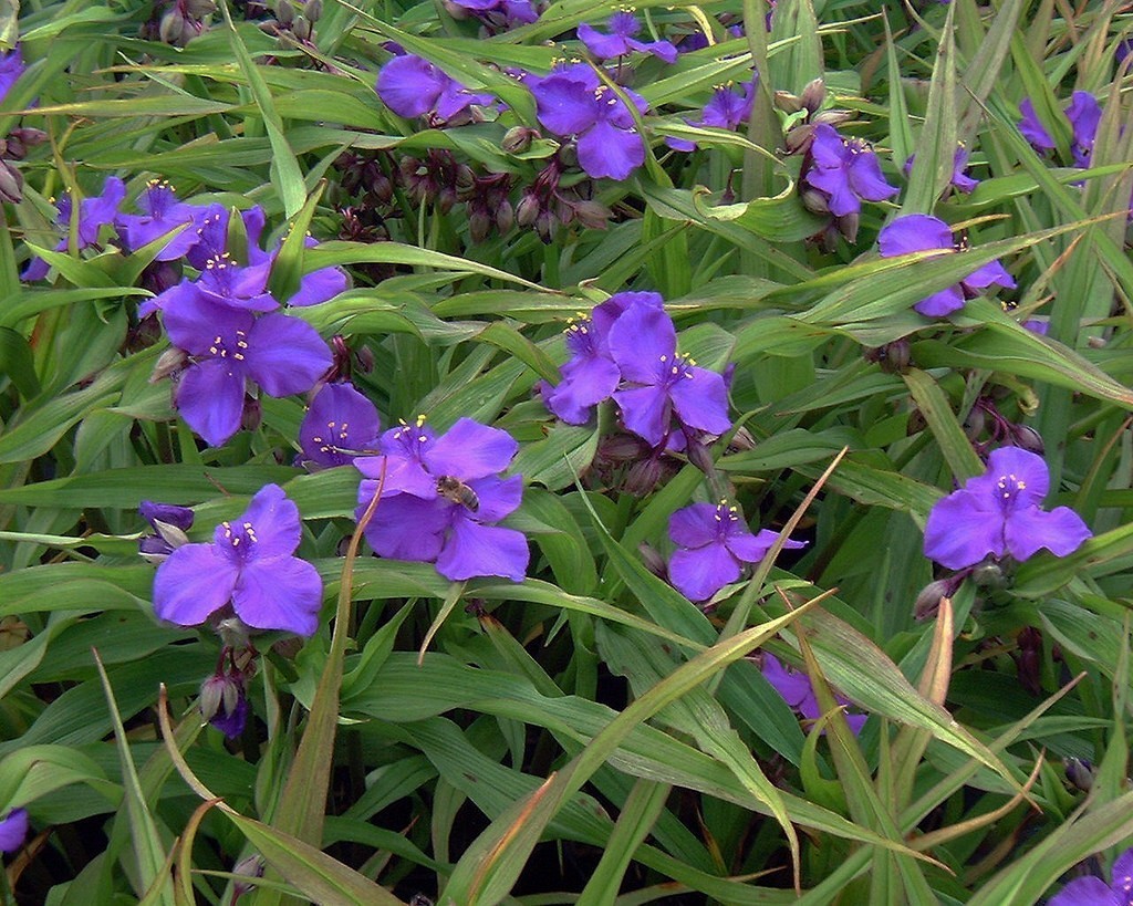 MAČIJI BRK (Tradescantia Hybrid &quot;Karminglut&quot;)