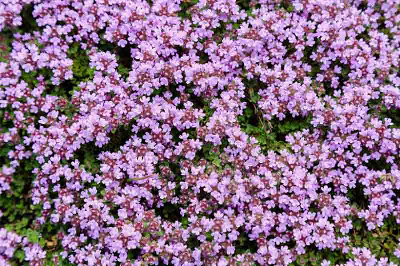 MAJČINA DUŠICA (Thymus Serpyllum)