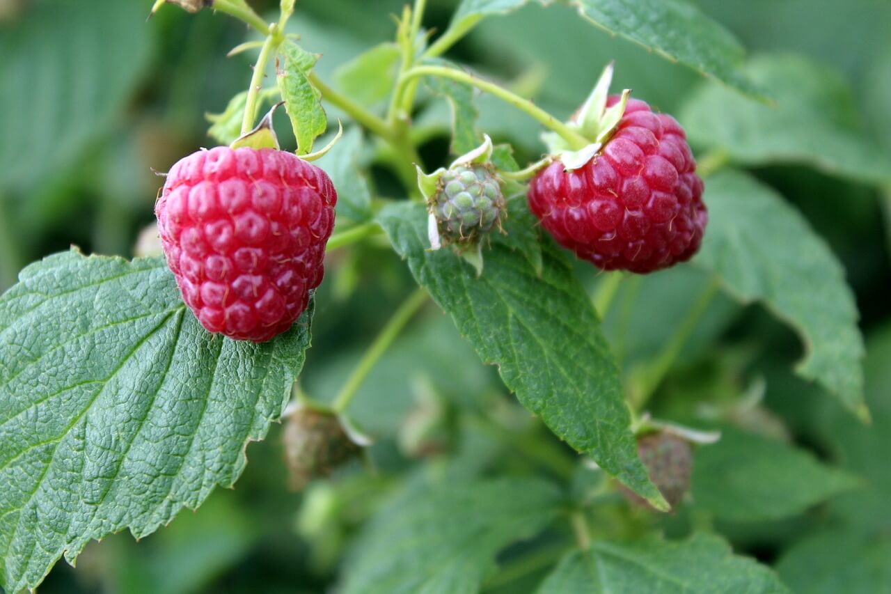 Maline - Rasadnik Sombor