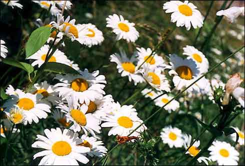 MARGARETA (Leucanthemum Superbum)