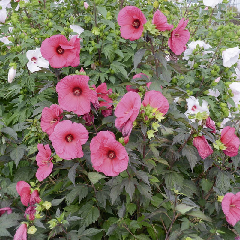 MOČVARNI HIBISKUS (Hibiscus Moscheutos)