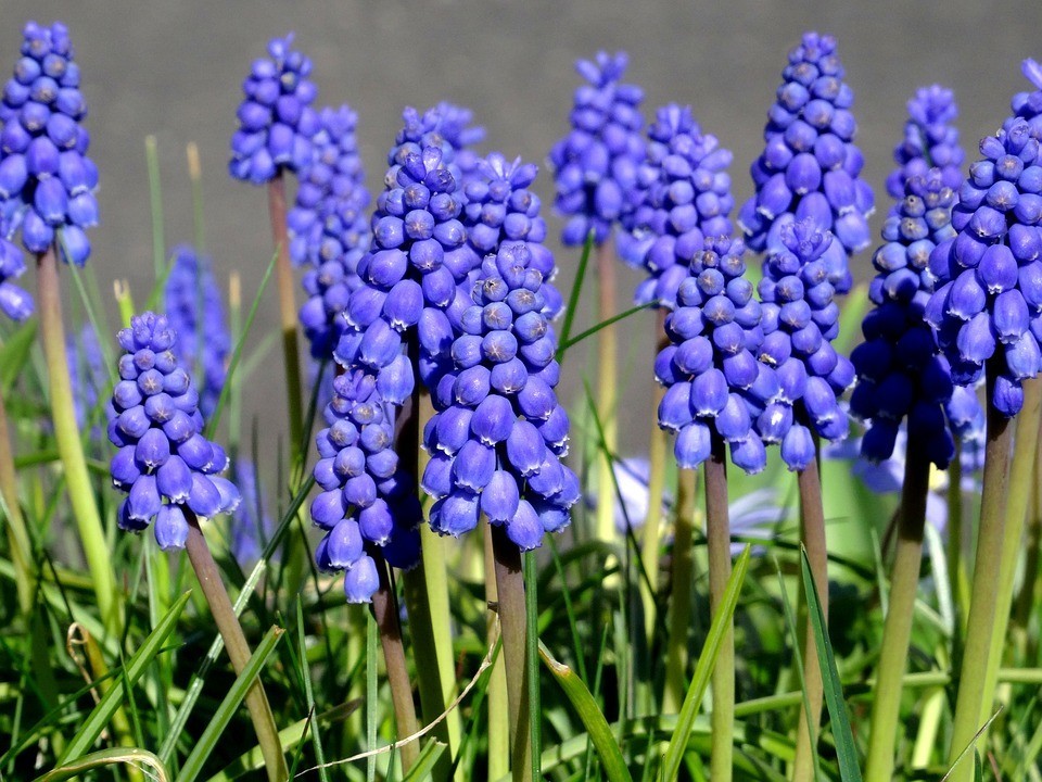 MUSKARI (Muscari)