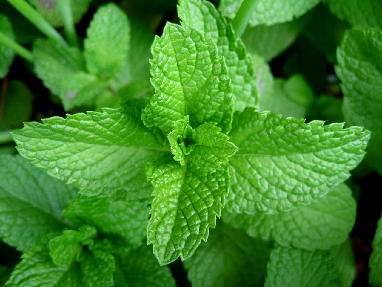 NANA (Mentha Piperita)