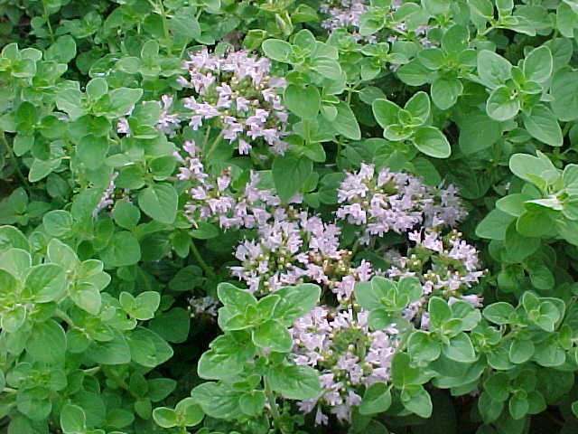 ORIGANO (Origanum Vulgare)