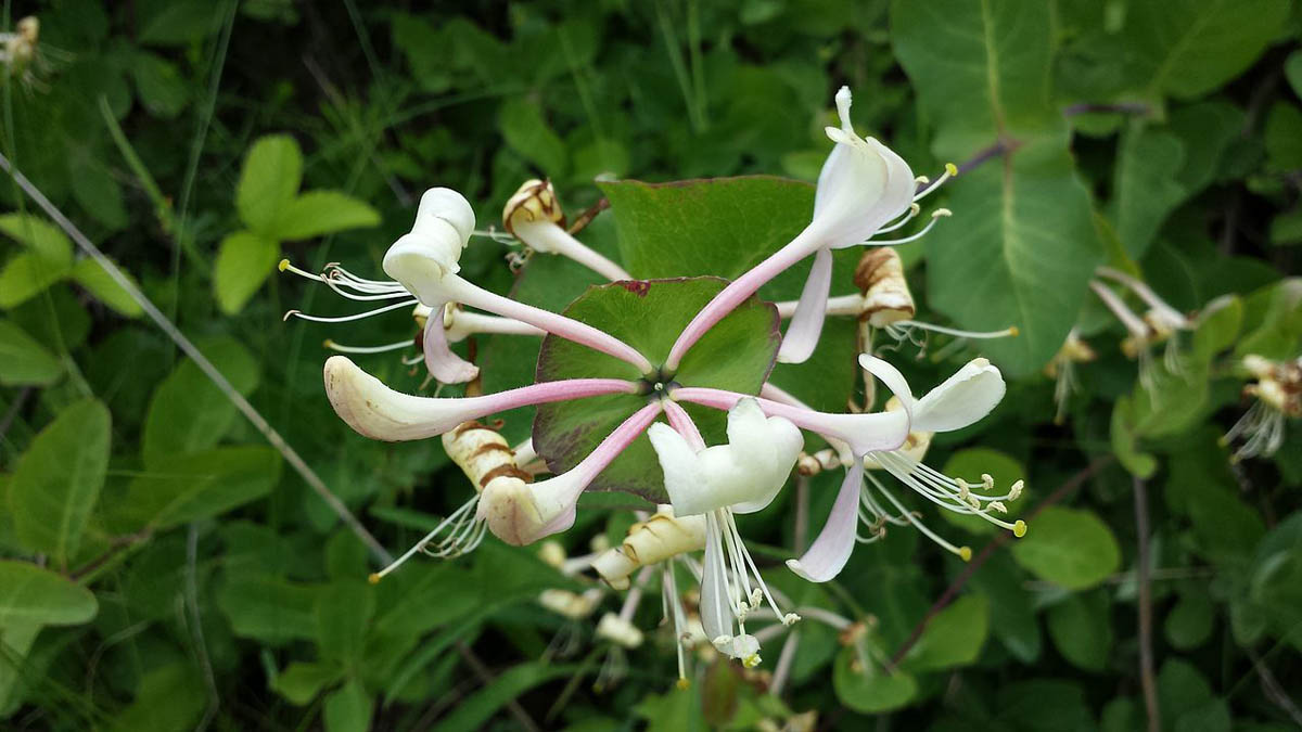 ORLOVI NOKTI (Lonicera)