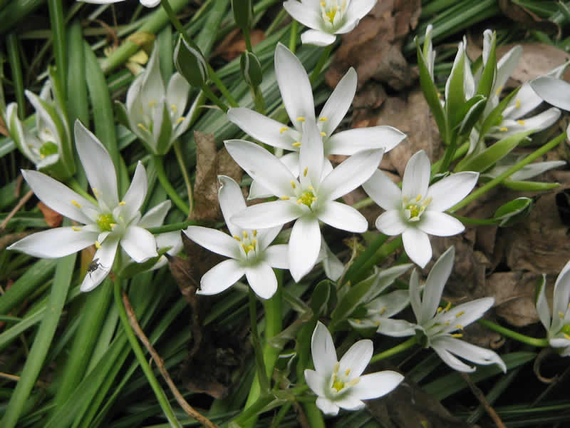 ORNITOGALUM UMBELLATUM