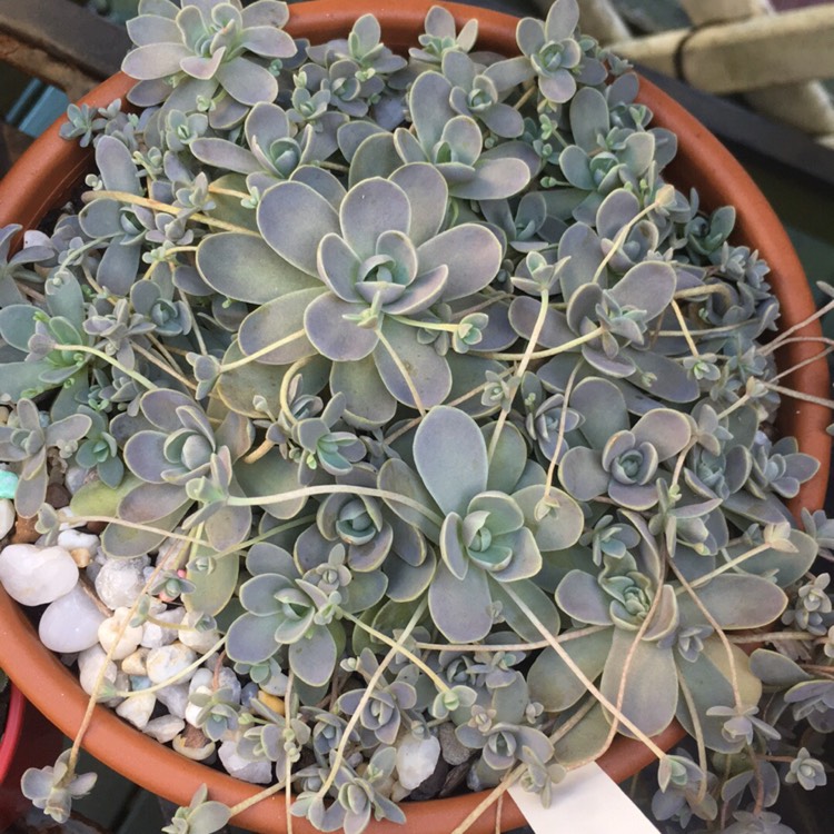 OROSTAHIS (Orostachys Iwarenge)