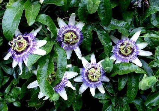 PASIFLORA (Passiflora)