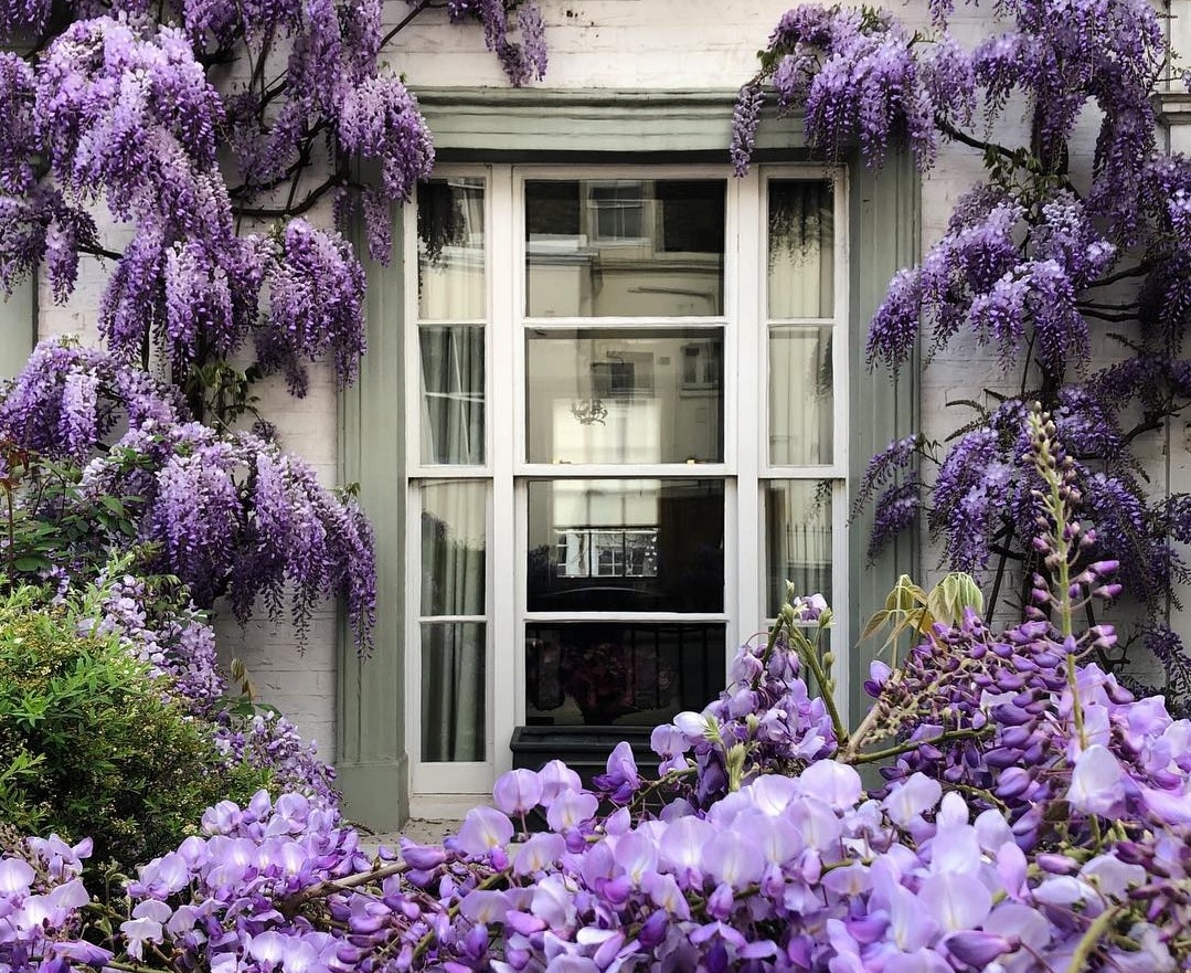 PLAVA KIŠA (Wisteria F. Blue)