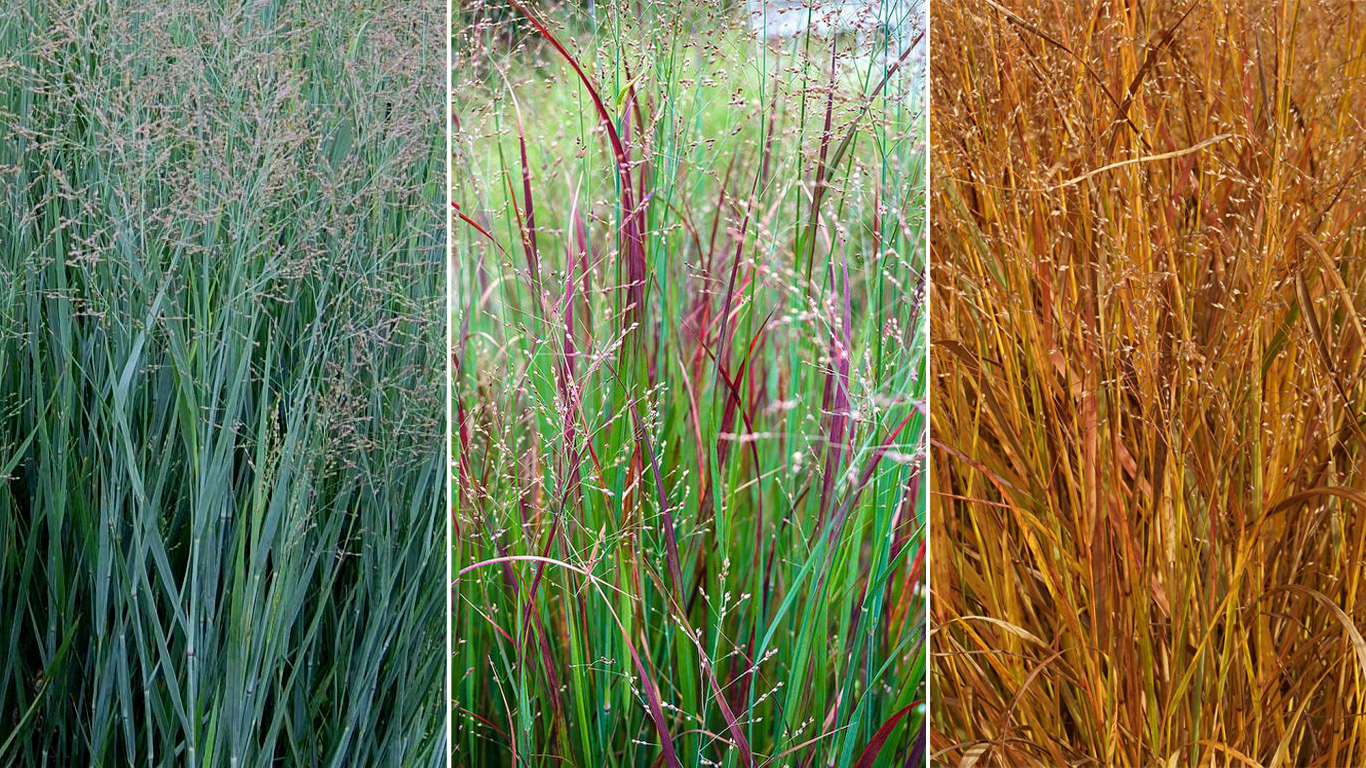 PLAVA TRAVA (Panicum Virgatum &quot;Heavy Metal&quot;)