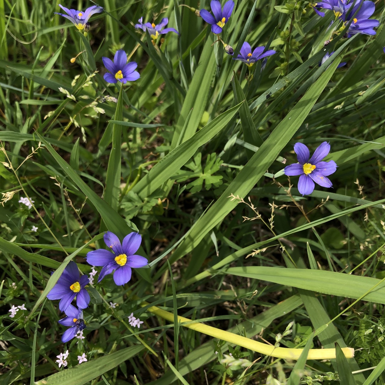 PLAVOOKA TRAVA (Sisyrinchium SPP)