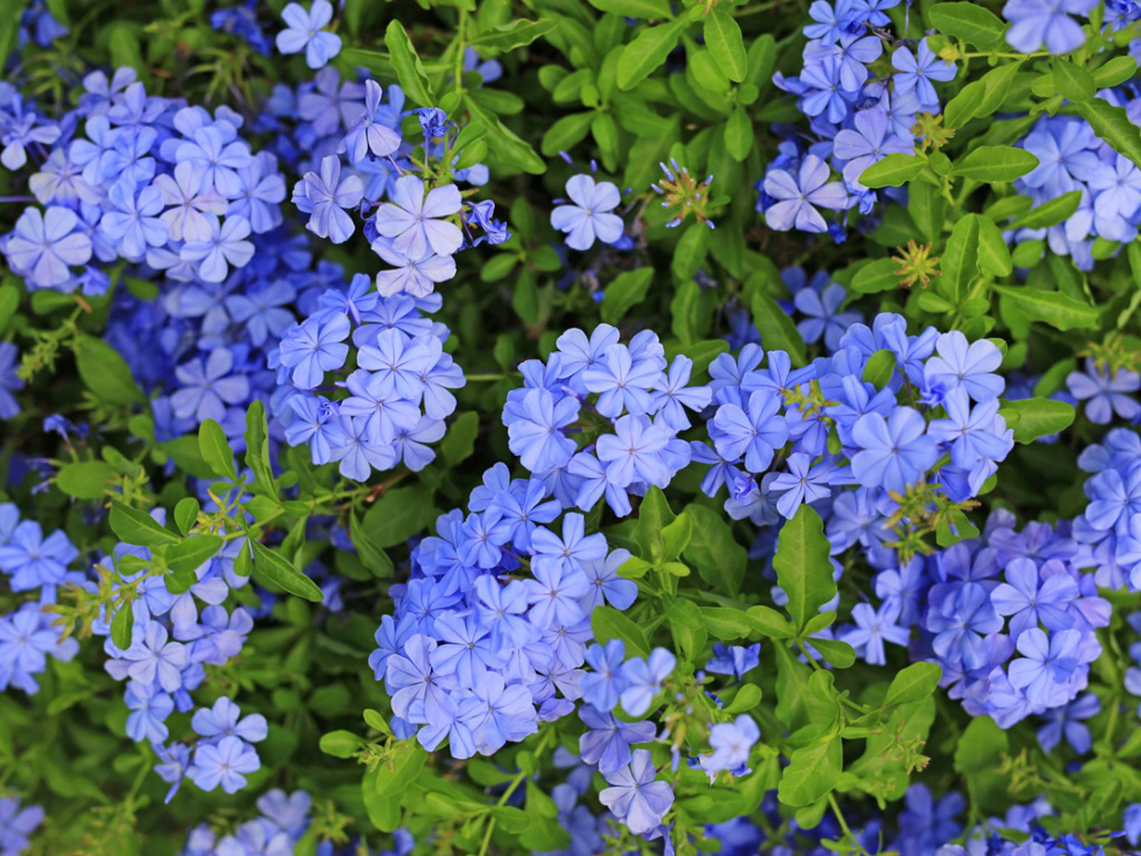 PLUMBAGO (Plumbago Auriculata)