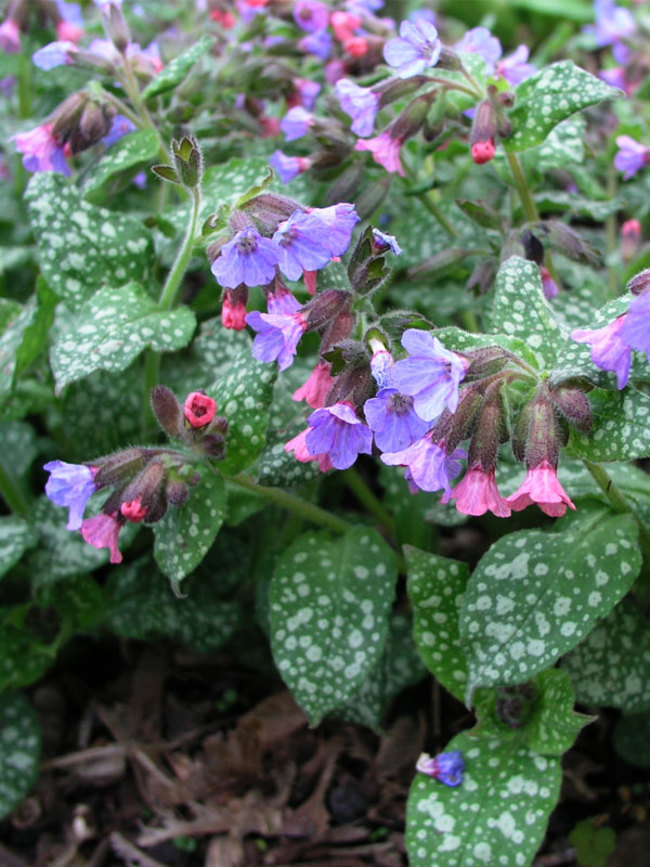 PLUĆNJAK (Pulmonaria Long)