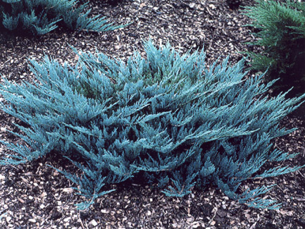 POLEGLI ČETINAR PLAVI (Juniperus Horizontalis &quot;Blue Carpet&quot;)