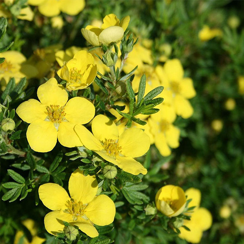 POTENTILA (Potentilla)