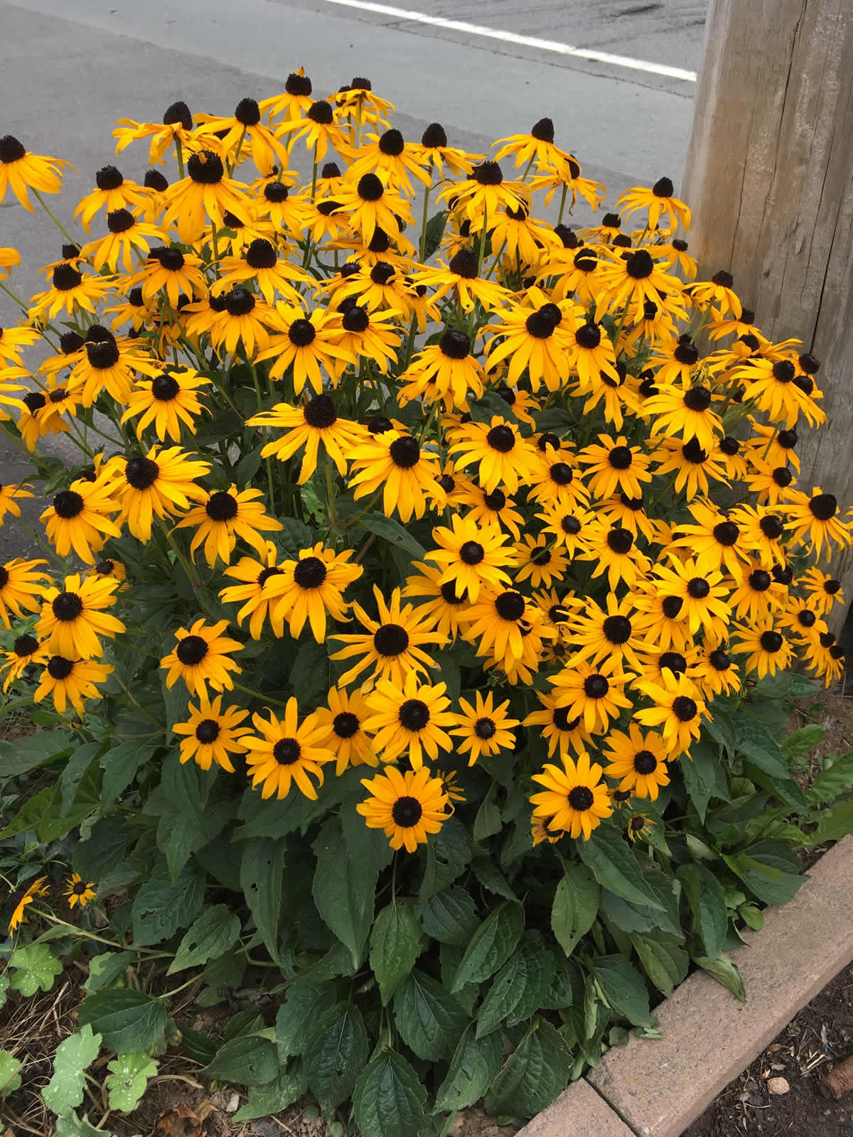 RUDBECKIA FULGIDA GOLDSTURM