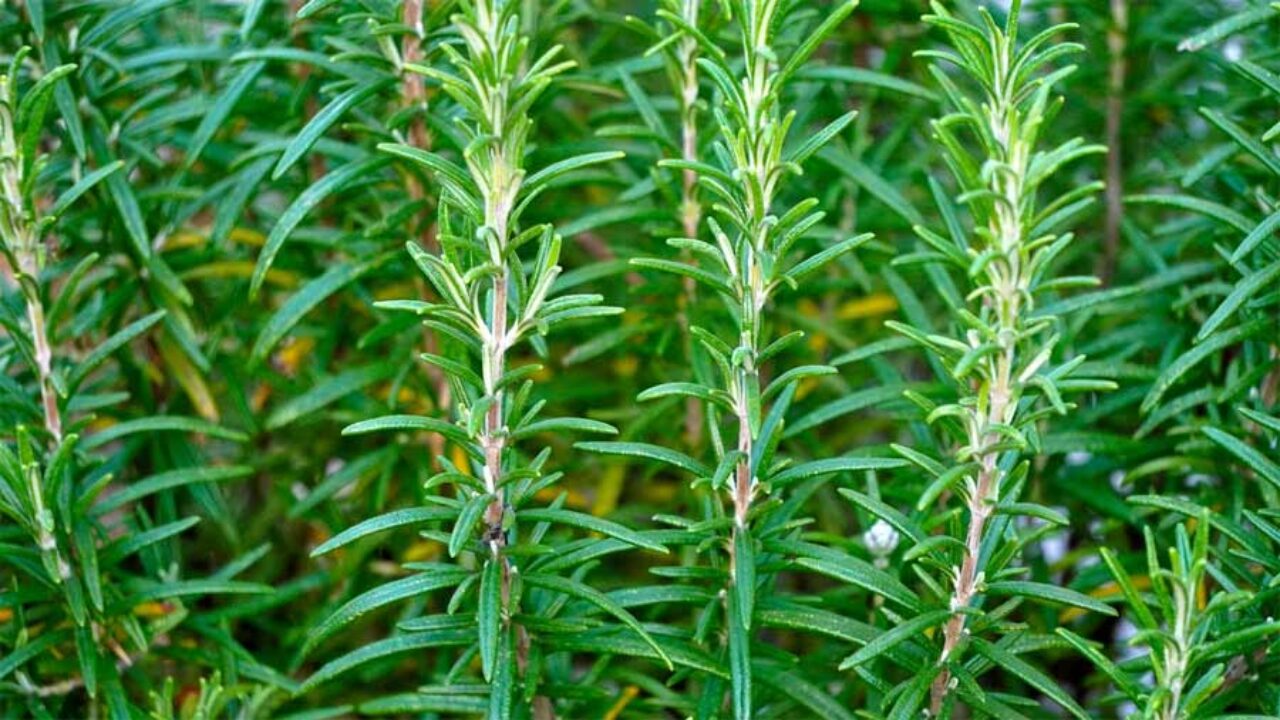 RUZMARIN (Rosmarinus Officinalis)