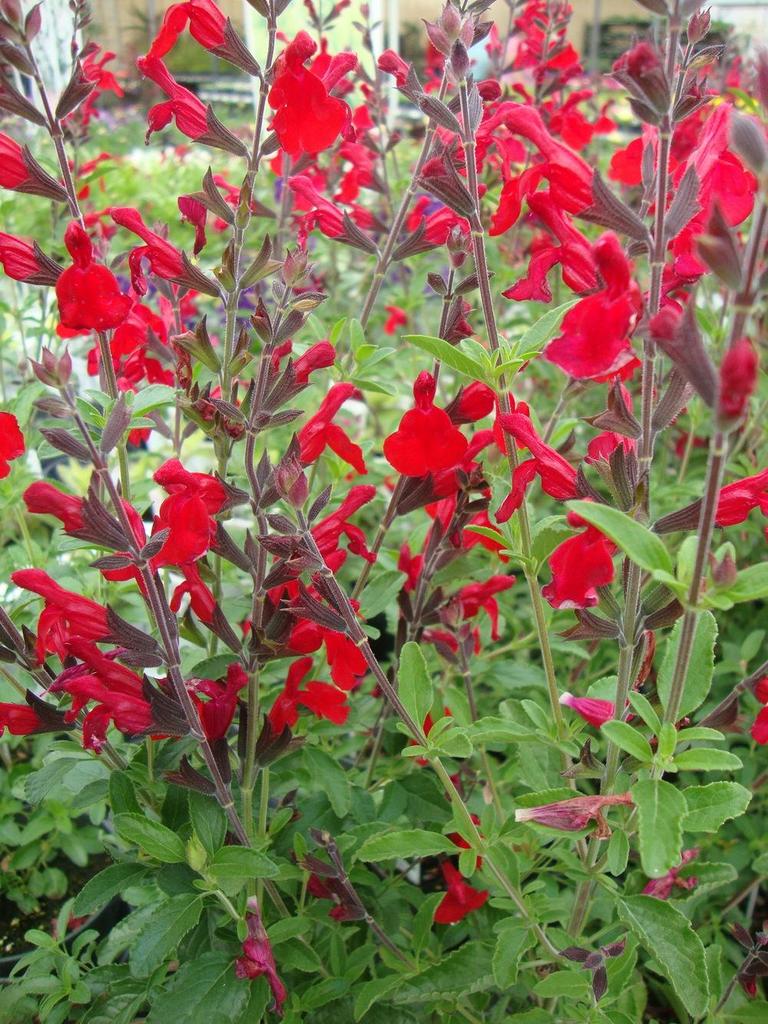 SALVIA GREGGII