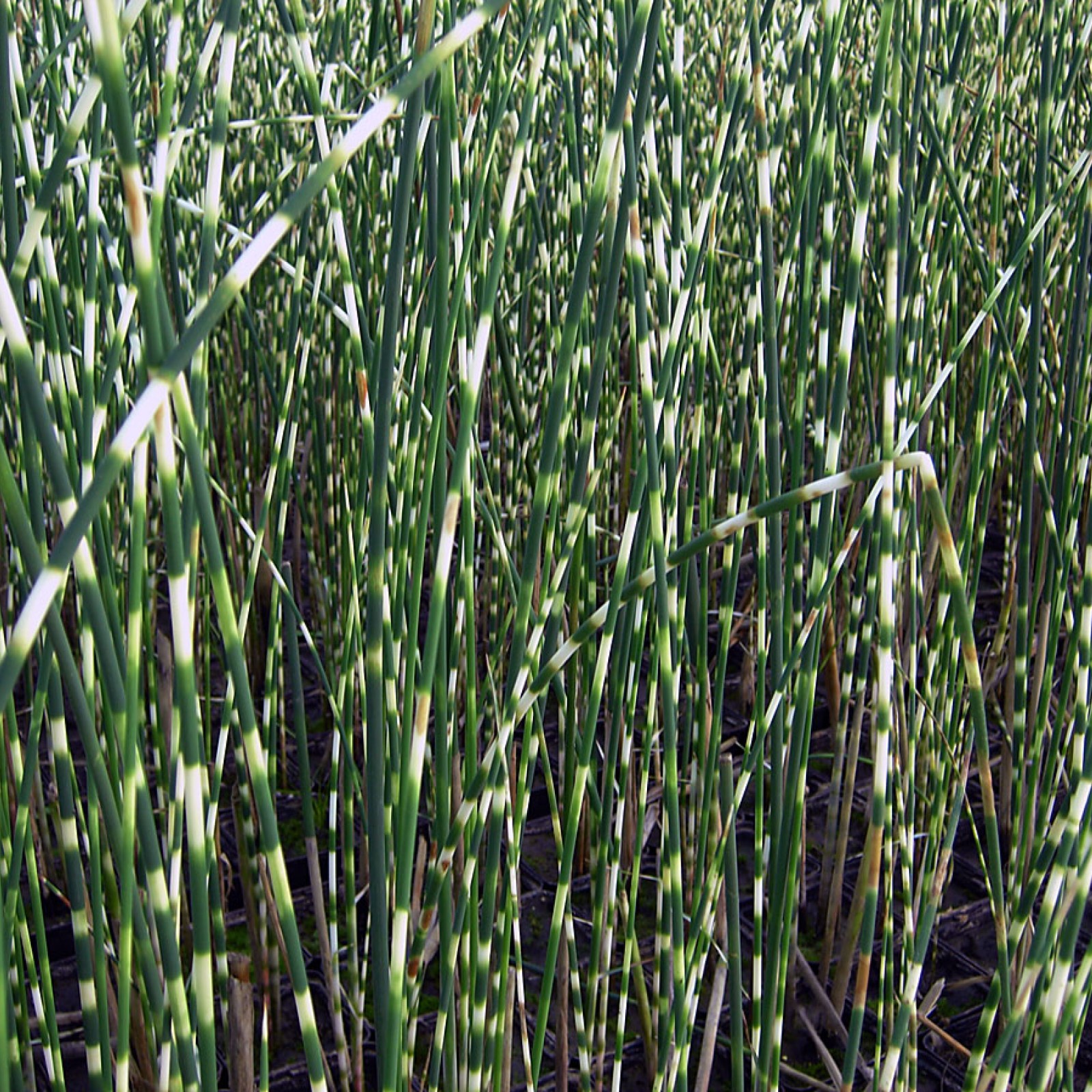 SCIRPUS TAB &quot;ZEBRINUS&quot;