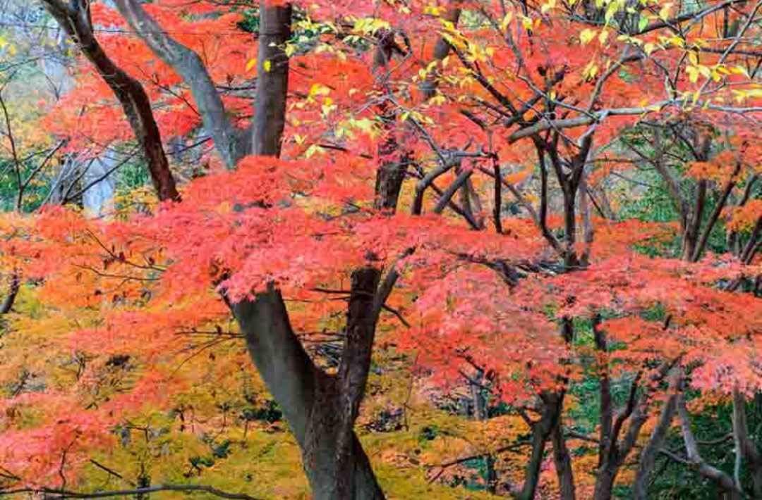 JAPANSKI JAVOR (Acer Palmatum)