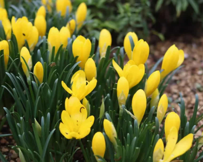 JESENJI KROKUS (Strengberia Lutea)