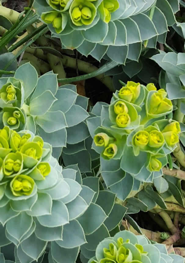 MLEČIKA (Euphorbia Myrsnites)