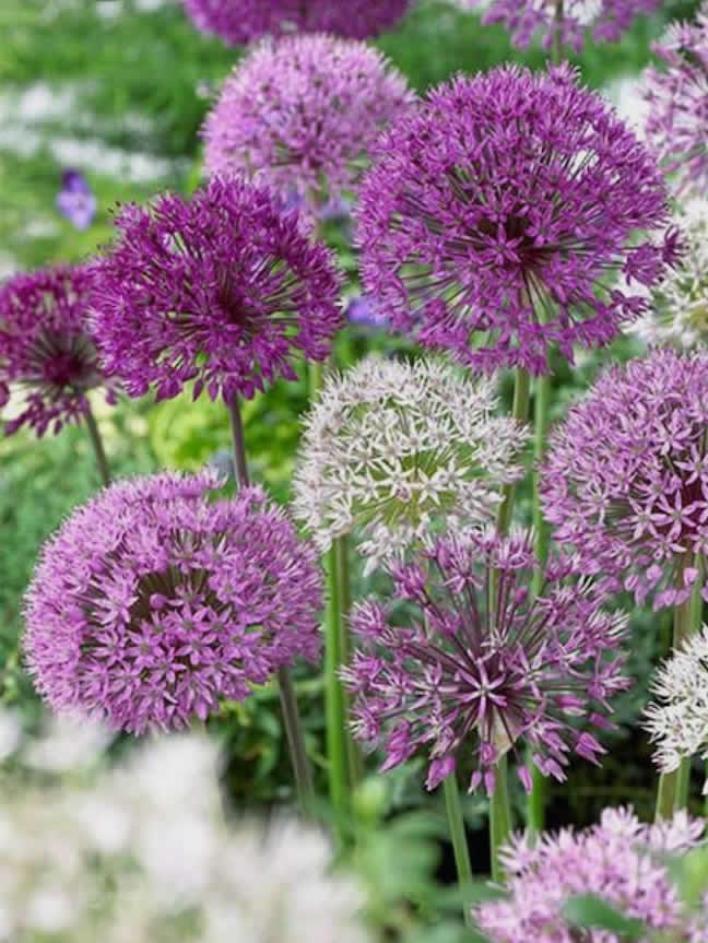 ALLIUM (Ukrasni luk beli i ljubičasti)