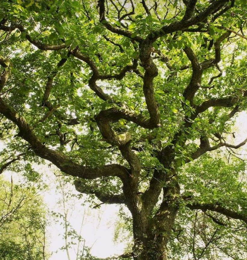 DRVEĆE SALIX MATSUDANA (Kovrdžava vrba)