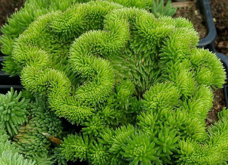 SEDUM PETLOVA KRESTA (Sedum Rupestre Cristatum)