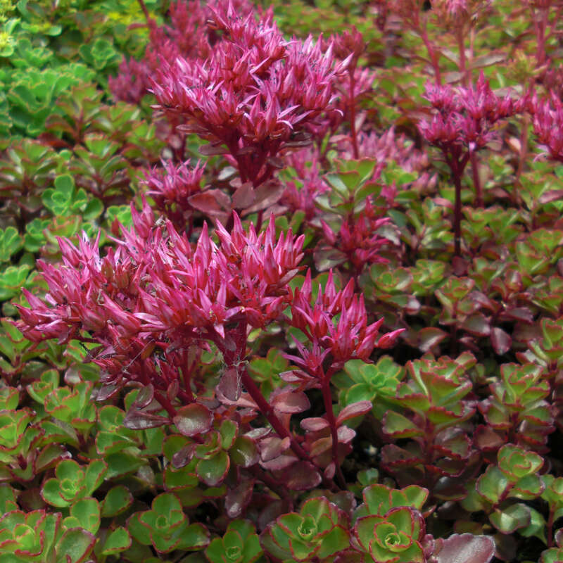 SEDUM PURPURNI TEPIH (Sedum Spurium Purprteppich)