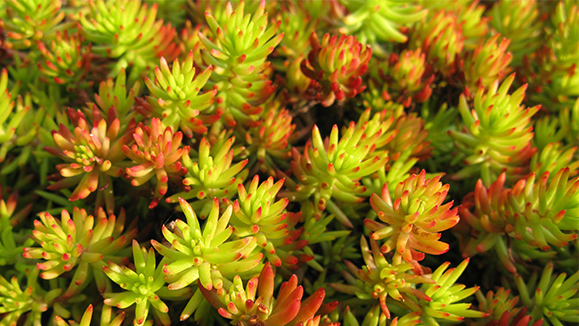 SEDUM RUPESTRE &quot;ANGELINA&quot;